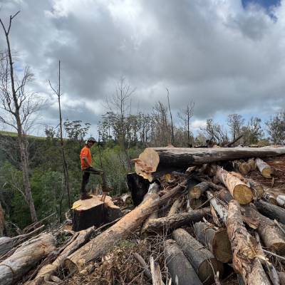 TREE REMOVAL